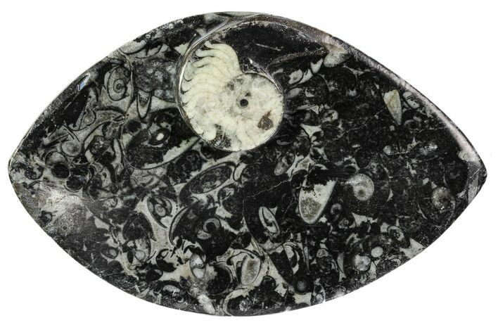 Wide, Fossil Goniatite Dish - Morocco #106696
